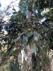 Aextoxicon punctatum