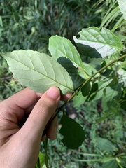 Maesa perlaria formosana
