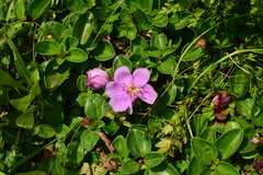 Melastoma dodecandrum