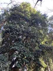 Aextoxicon punctatum