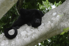 Alouatta pigra