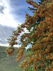 Pyracantha