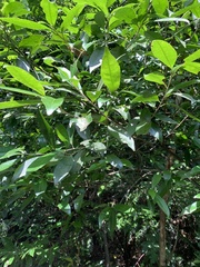 Pyrenaria microcarpa