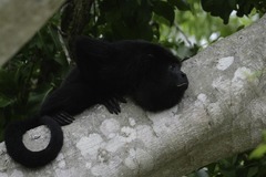 Alouatta pigra