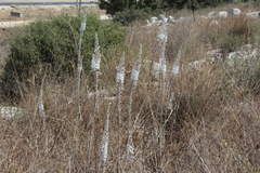 Drimia aphylla