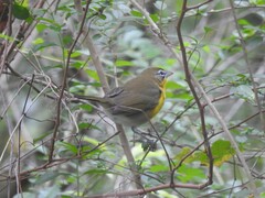 Icteria virens