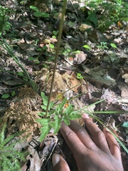 Sceptridium biternatum