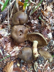 Cortinarius olivaceofuscus