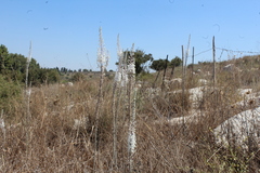 Drimia aphylla