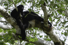 Alouatta pigra