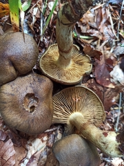 Cortinarius olivaceofuscus