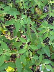 Croton monanthogynus