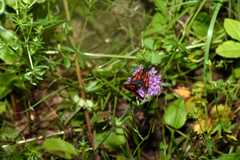 Zygaena osterodensis