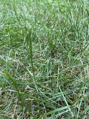 Poa pratensis