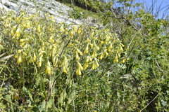 Onosma taurica