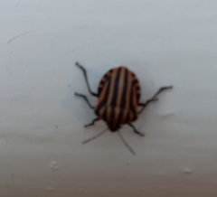 Graphosoma italicum