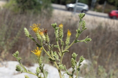 Chiliadenus iphionoides