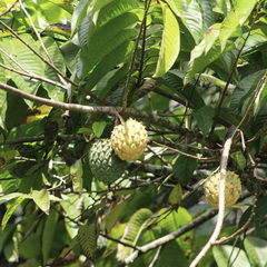 Annona