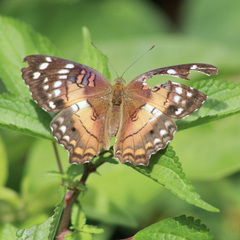 Anartia amathea