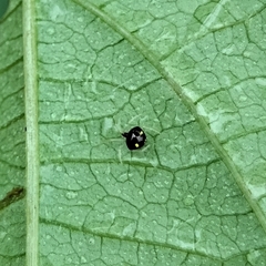 Theridula gonygaster