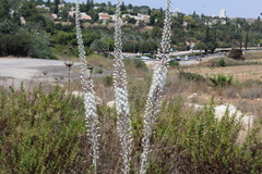 Drimia aphylla