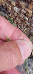 Poa annua