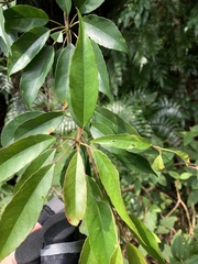 Elaeocarpus japonicus