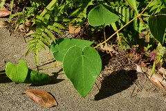 Vitis chunganensis