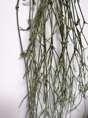 Rhipsalis