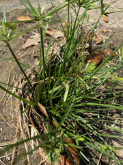Cyperus compressus