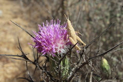 Chamaeleon comosus