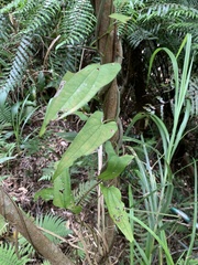 Dioscorea cirrhosa