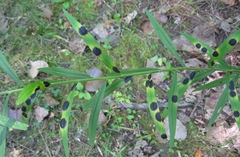 Asteromyia euthamiae
