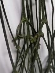 Rhipsalis