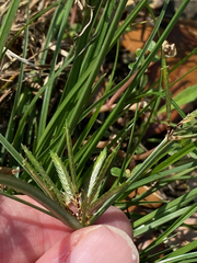 Cyperus compressus