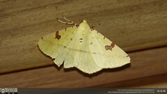 Opisthograptis punctilineata