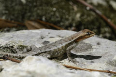 Sceloporus chrysostictus