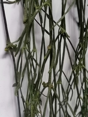 Rhipsalis