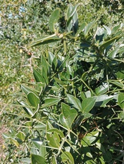 Azima tetracantha