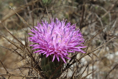 Chamaeleon comosus