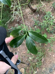 Symplocos setchuensis