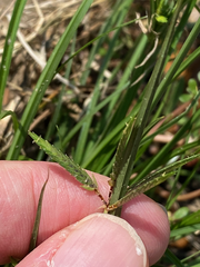 Cyperus compressus