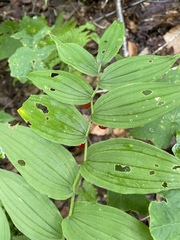 Streptopus lanceolatus