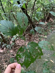 Viburnum luzonicum