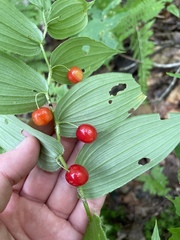 Streptopus lanceolatus