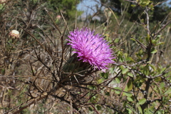 Chamaeleon comosus