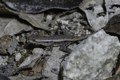 Sceloporus chrysostictus