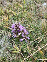 Gentianella