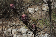 Chamaeleon comosus