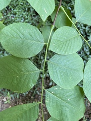 Cladrastis kentukea